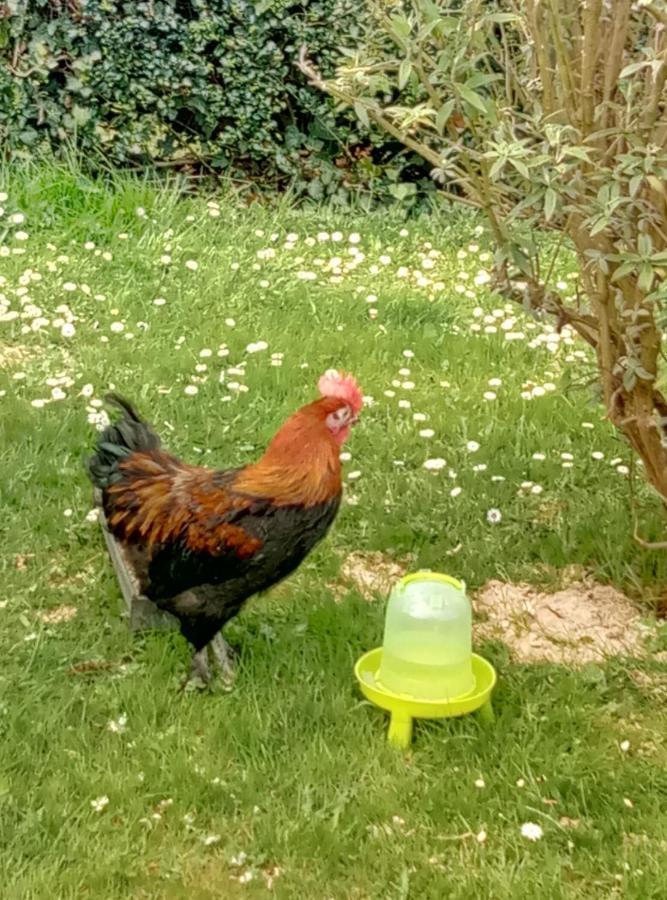 La Pommeraie 76 Saint-Ouen-sous-Bailly エクステリア 写真